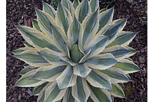 Tequila is just the shot for skin prone to rosacea