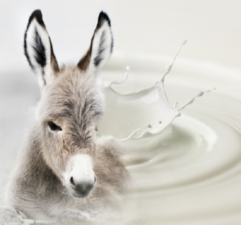 Key Benefits of Donkey Milk for Eczema and Dry Skin 